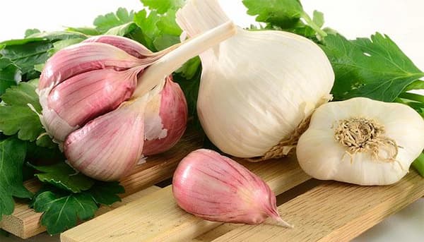 خرید و فروش سیر طارم با شرایط فوق العاده